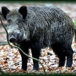 Chasse au sanglier - hébergement de 10 chasseurs.