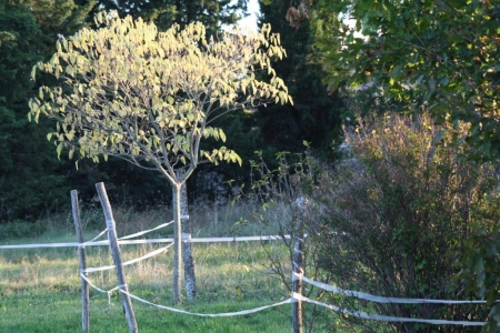 Une lumière sur les arbres du parking du gîte en Ardèche