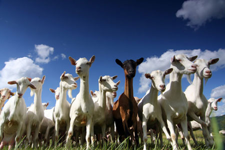Chèvres sur le plateau des Gras