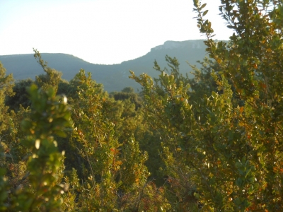 La garrigue aupied de la Dent de Retz