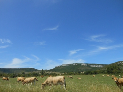 Vache de race Aubrac au pied de la Dent de Retz en Ardèche