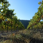 Vendanges manuelles du Viognier en Ardèche au pied de la Dent de Retz