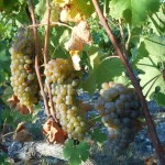 Vendanges manuelles du Viognier en Ardèche au pied de la Dent de Retz