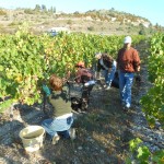 Vendanges manuelles du Viognier en Ardèche au pied de la Dent de Retz