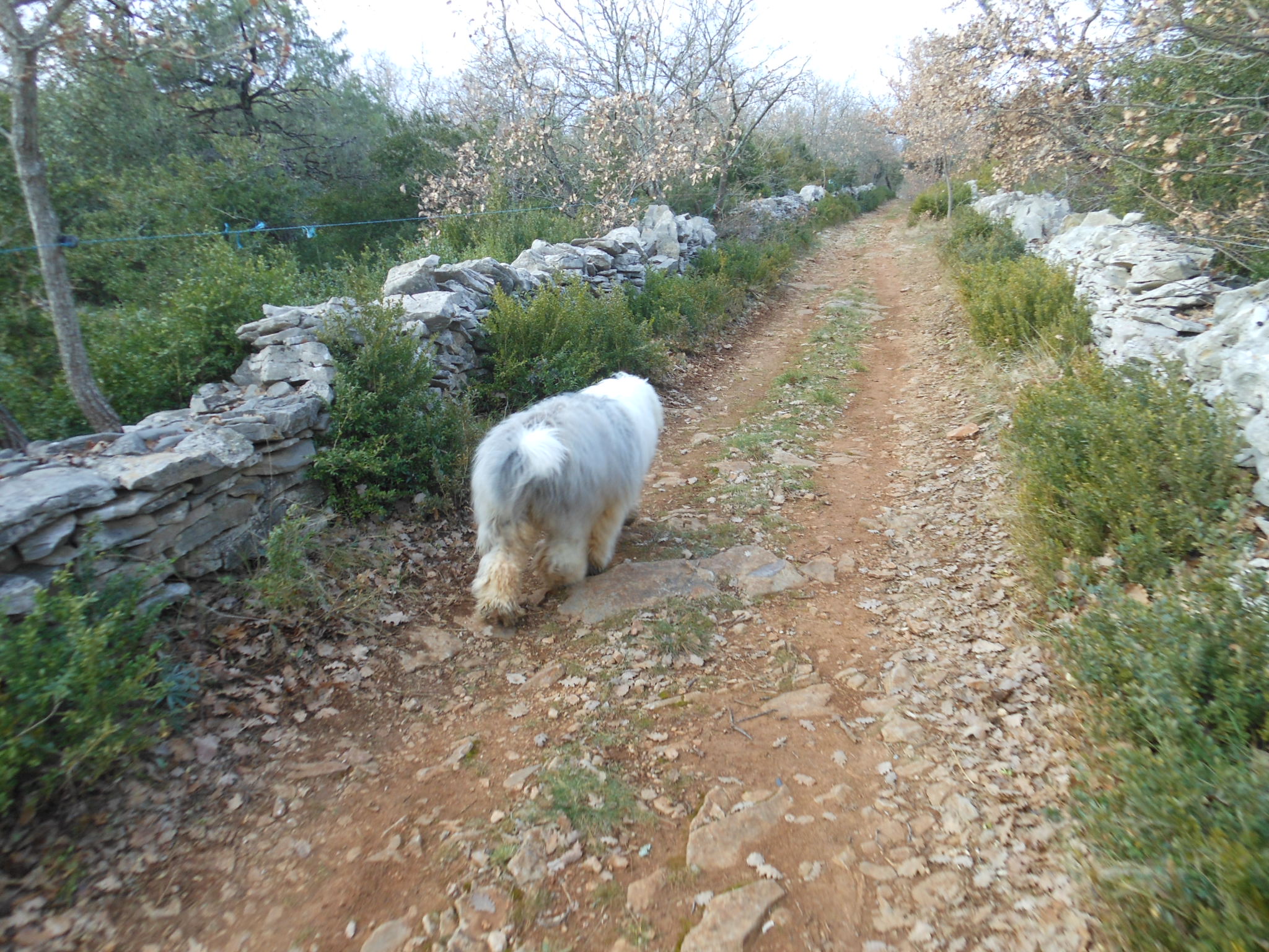Randonnée sur un chemin de pierres sèches avec son chien