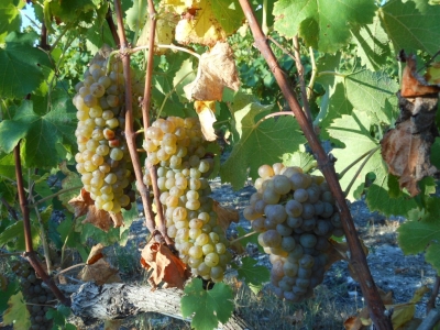 Vendange de viognier en Ardèche.