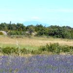 Champ de lavande la maison bleue grand gite ardèche