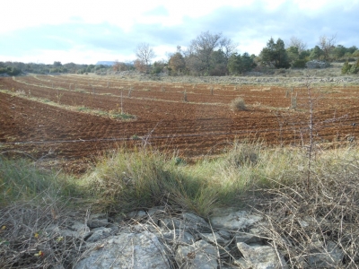 Plantation de chênes truffiers.