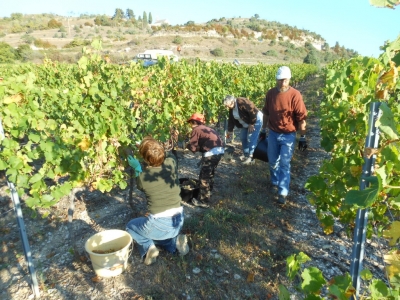 Vendange du viognier en Ardèche début septembre. ambiance réussie.