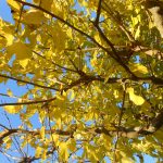 Automne en Ardèche - Location gîte de groupe